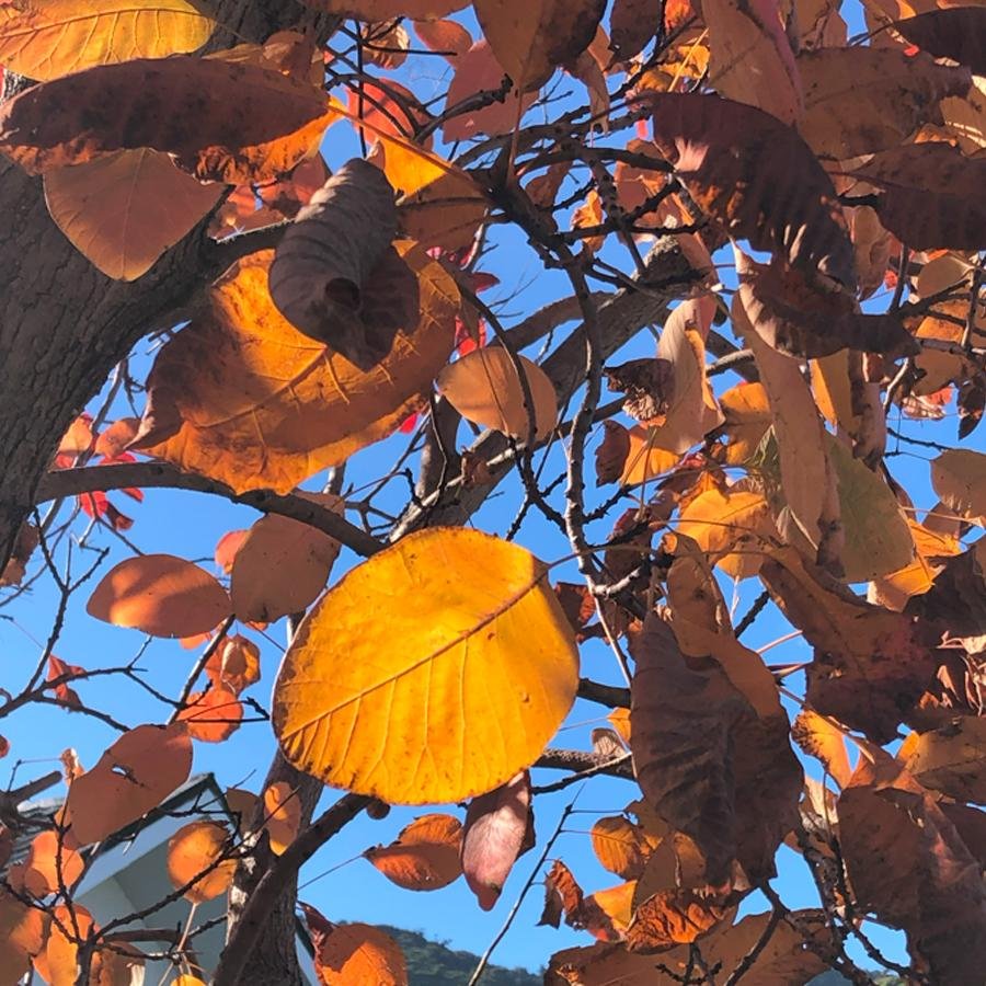 Golden leaves 900