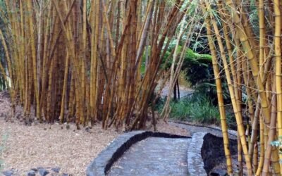 Somatic Experiencing™ and Trauma Therapies: A Path to Healing and Well-being