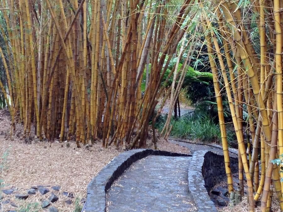 Somatic Experiencing™ and Trauma Therapies: A Path to Healing and Well-being