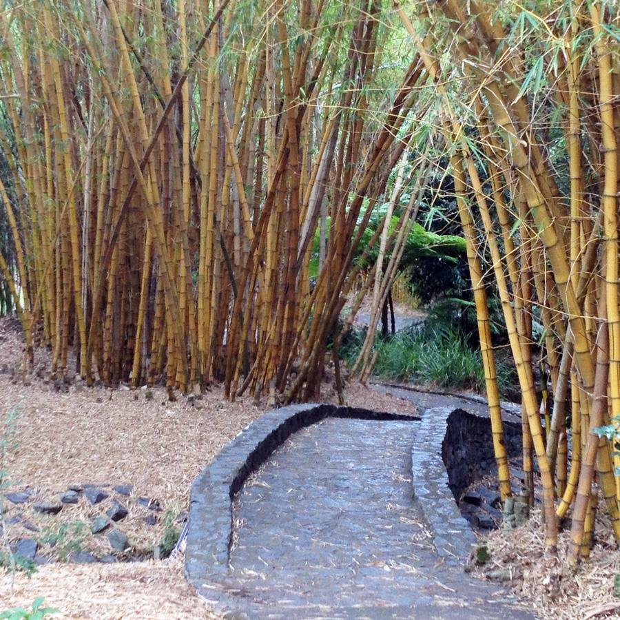 Path through Bamboo