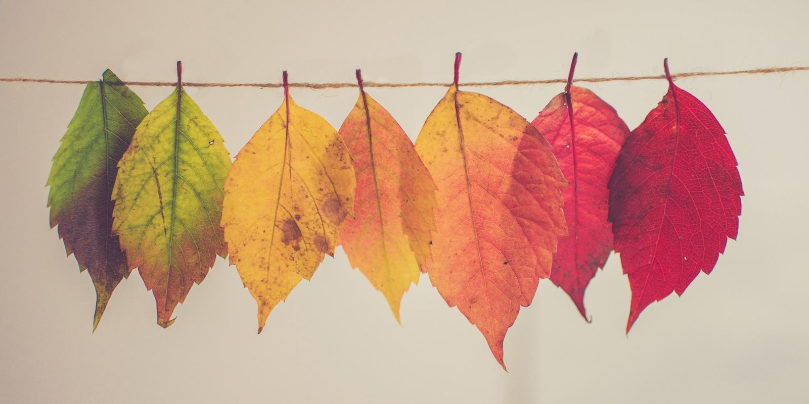 Julie Forsey Articles on Somatic Therapy